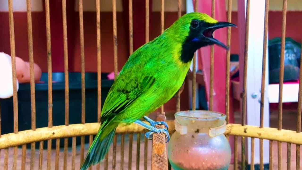 Burung Cucak Ijo: Jenis, Perawatan, Harga, dan Tips Agar Gacor Maksimal